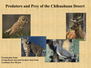 Predator and Prey of the Chihuahuan Desert