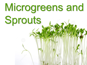 Sprouts and Microgreens Handout