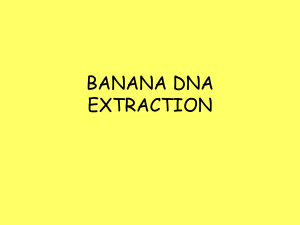 BANANA DNA EXTRACTION