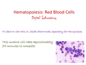 Hematopoiesis: RBCs