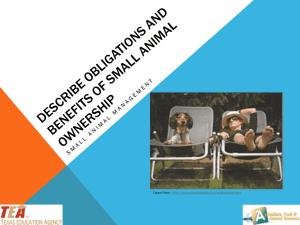 Describe Obligations and Benefits of Small Animal Ownership