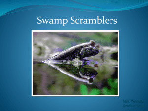 Swamp Scramblers