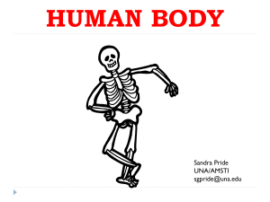 HUMAN BODY PPT