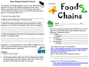 Food Chains activity sheet