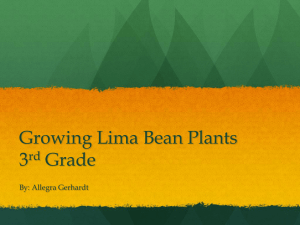 Growing Lima Bean Plants 3rd Grade