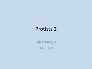 Lab 4 – Protists 2 - How Biology Works