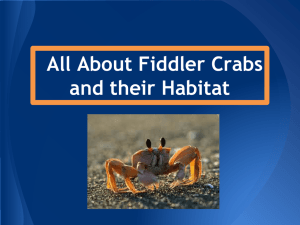 fiddler crab ppt #2 - Jsu