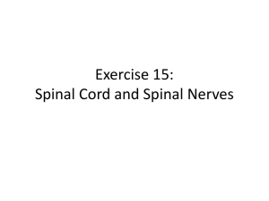 Exercise 15: Spinal Cord and Spinal Nerves