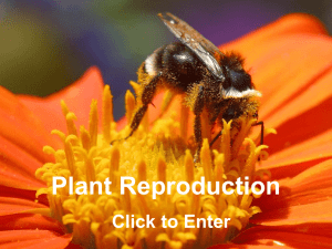 plant-reproduction-teacher