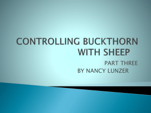 controlling buckthorn with sheep - Sustainable Agriculture Research
