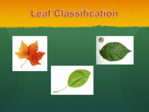 Leaf Classification - Normandie Avenue ES