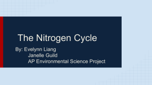 The Nitrogen Cycle - Kenwood Academy High School