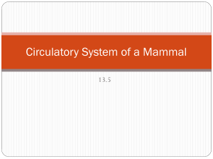 13.5 Circulatory System of a Mammal