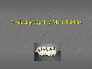 Producing Quality Meat Rabbits