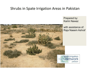 Shrubs in Spate Irrigated Areas in Pakistan