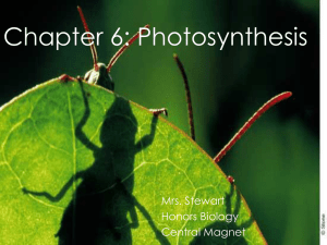 photosynthesis - Central Magnet School