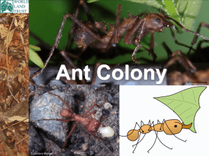 Leaf-cutter Ant Colony