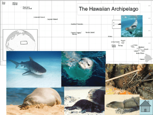 Hawaiian Monk Seals PowerPoint (PPT - 4.8 MB)