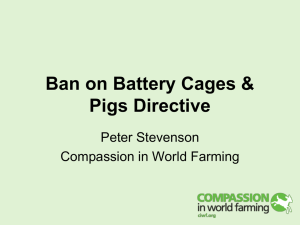 Ban on Battery Cages & Pigs Directive – Peter Stevenson