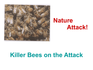 Killer Bees on the Attack