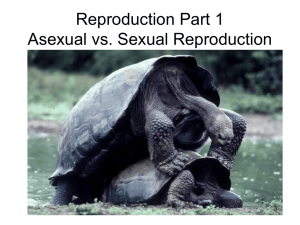 Reproduction Part 1 Asexual vs. Sexual Reproduction