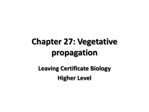 Chapter 41: Vegetative Propagation