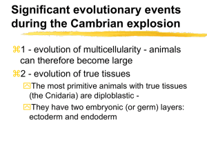 Significant evolutionary events during the Cambrian explosion