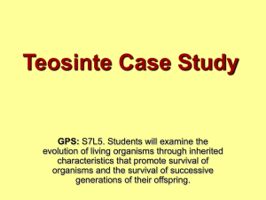 Powerpoint for Teosinte Case Study