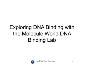 the DNA Binding Lab Lesson Plan Powerpoint