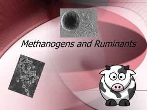 Methanogens and Ruminants
