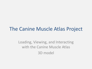 The Canine Muscle Atlas Project - Interactive Canine Pelvic Limb