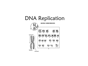 DNA Replication PowerPoint