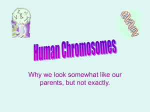 Human Chromosomes powerpoint