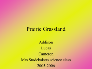 Prairie Grassland