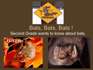 Bats, Bats, Bats !