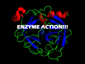 Enzyme Activity & Inhibition
