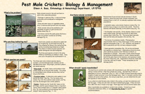 Mole Cricket Poster - University of Florida Entomology and