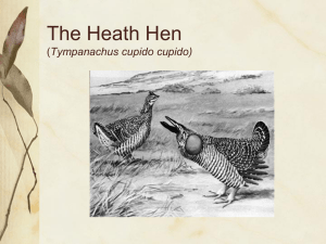 Heath Hen - final copy