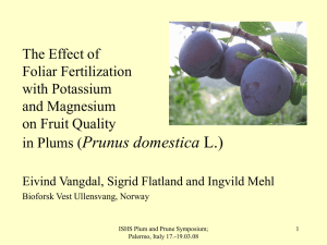 Foliar fertilization plum Palermo