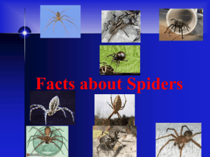 Facts about Spiders