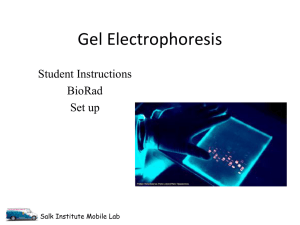Gel electrophoresis student BioRad