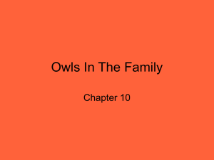 Owls in the Family 10