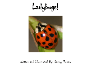 Ladybugs! - WordPress.com