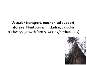 Vascular transport, mechanical support, storage: Stems (including