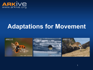 Adaptations for movement - Classroom presentation[1]