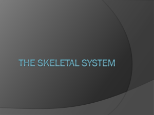 The Skeletal System - niemiscyberclassroom