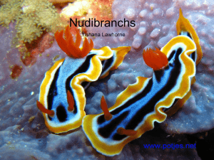 Nudibranchs- Powerpoint