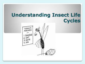 Understanding Insect Life Cycles
