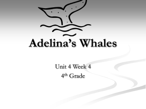 Adelina`s Whales - tmurrayreadingfirst