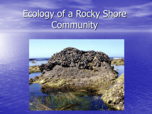 Ecology of a Rocky Shore Community